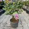 Rhododendron 'Roseum Elegans' • C4 L • 30/40 cm