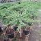 Juniperus con. 'Schlager' • C 18 l • kalem 70 cm