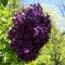 Syringa Bloomerang  'Dark Purple'• C5  L • kalem 50 cm