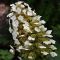 Hydrangea quercifolia 'Sike Dwarf'• C3 L • 30/40 cm
