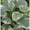 Hydrangea anomala ‘Silver Lining' • C2 l • 40-50 cm