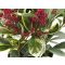 Skimmia japonica 'Perosa ' •C 3 l • 35 cm+