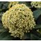 Skimmia japonica 'White Globe' • C 2 l  • 20/25 cm