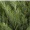 Juniperus sabina 'Tamariscifolia' • P15 • 30/40 CM