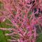 Tamarix ramosissima 'Rubra' • C 4 L • 60-80 cm