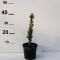Taxus baccata 'David' • P 15 • 20/30 cm