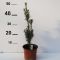 Taxus x media 'Hicksii' • P15 • 20/40 cm