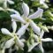 Trachelospermum jasminoides • C9 L • klem 40 m
