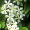 Trachelospermum jasminoides  • C2 L • 70 cm