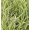Carex morrowi 'Vanilla Ice' • C 2 l • 20/30  cm