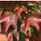 Parthenocissus tric. 'Veitchii' • C2 L • 60+ cm