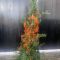 Pyracantha coccinea 'Navaho' • C 10 l • 80/100 cm- kupa