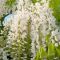 Wisteria floribunda 'Shiro Kapitan Fuji' • C10 L • 100/150 cm