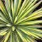 Yucca filamentosa 'Color Guard' • C3 L • 40+ cm