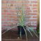 Yucca filamentosa  'Bright Edge ' • C3 L • 40+cm