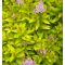 Spiraea japonica Zen'Spirit 'Gold' • P 15  • 15/20 cm