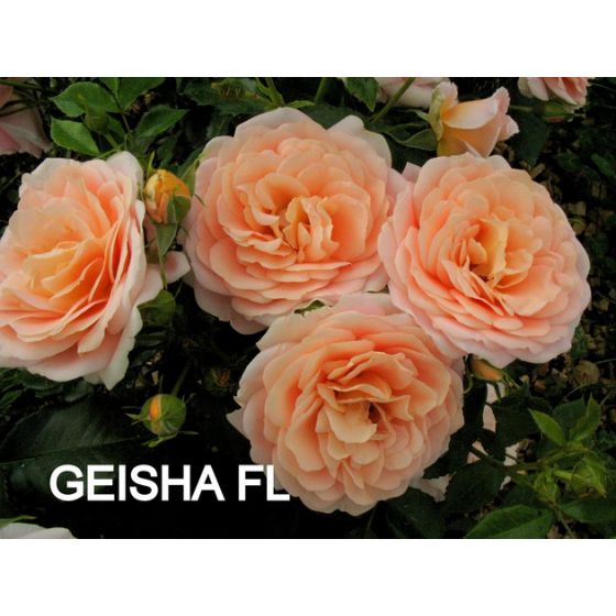 Gejša (Geisha ®)