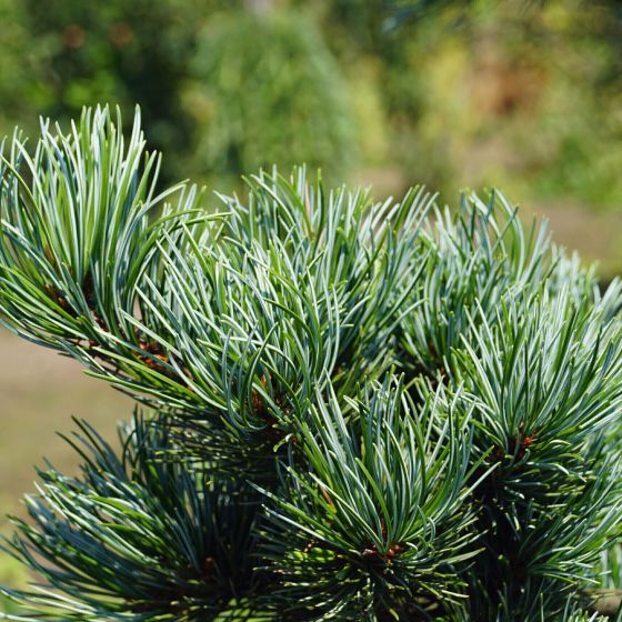 Pinus parviflora 'Negishi'   • C 3 l •  20/25 m