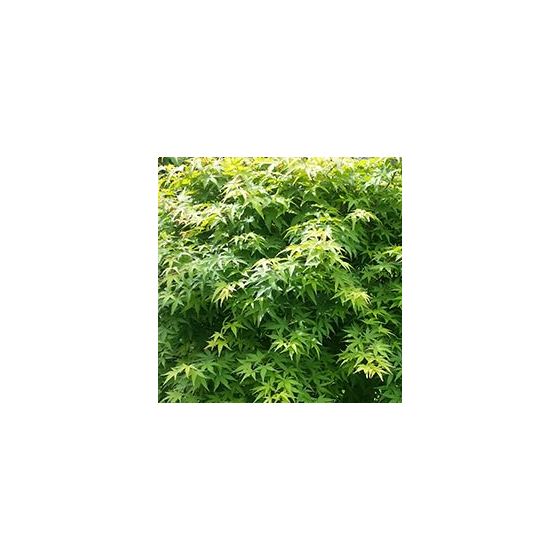 Acer palmatum • C3 L • 100/120cm