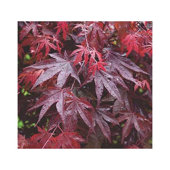 Acer palmatum 'Bloodgood' • C5 L •  Bonsai
