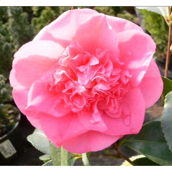 Camellia japonica 'Rosa'•  C3  L • 20-40 cm