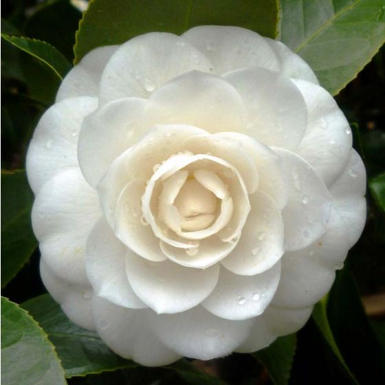 Camellia japonica 'Perfection White' • C7 L • 60/80 cm