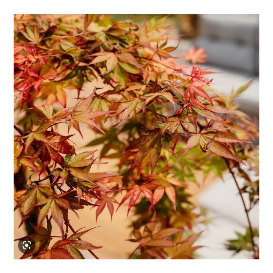 Acer palmatum 'Cascade Ruby'  • C 3 L • 40 cm kalem