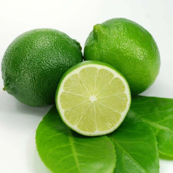 Citrus limon 'Limetta' • Četvorogodišnja • C15 L • 100-120 cm