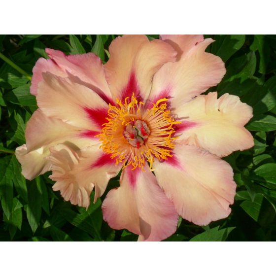 Paeonia Itoh 'Court Yester' • C6 L • 