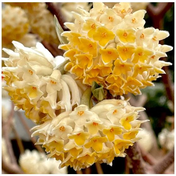 Edgeworthia chrysantha' •  C 7,5 L •  40/50 cm
