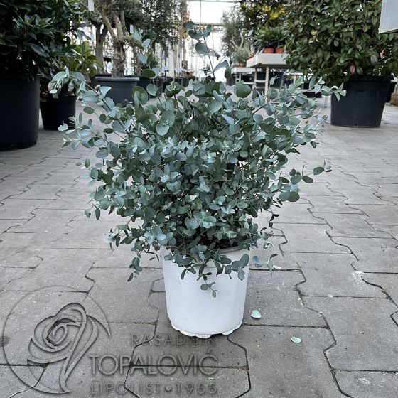 Eucalyptus  'Gunnii •  C 2 l •  30/40 cm