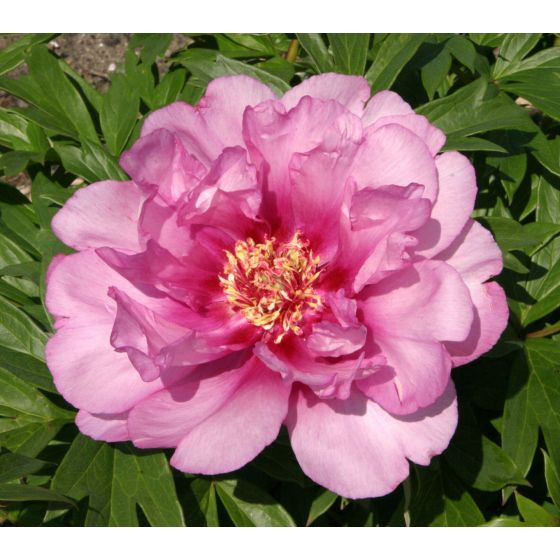 Paeonia Itoh 'First Arrival • C6 L • 
