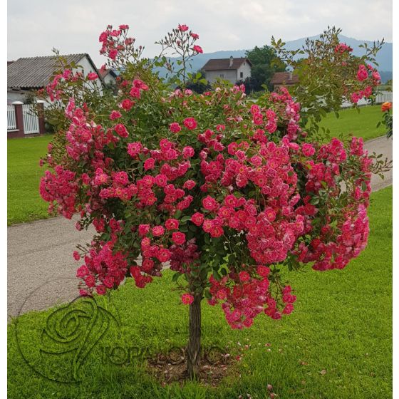 Stablašica - kalem 60 cm -Fuksija Mejandekor (Fuchsia Meillandecor ®)