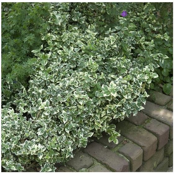 Euonymus for. 'Emerald Gaiety' • P15 • 20/40 cm