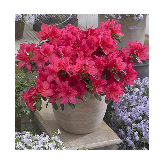 Rhododendron (Azalea) 'Geisha Red'  • C 2 L  • 20/25 cm