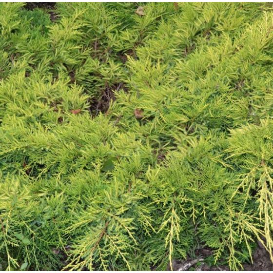 Juniperus sqa. 'Gold Star' • P15 • 10/20 cm