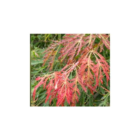 Acer pseud. 'Ice Dragon' ® Jack Frost  • C 15 L • 5100/125 cm