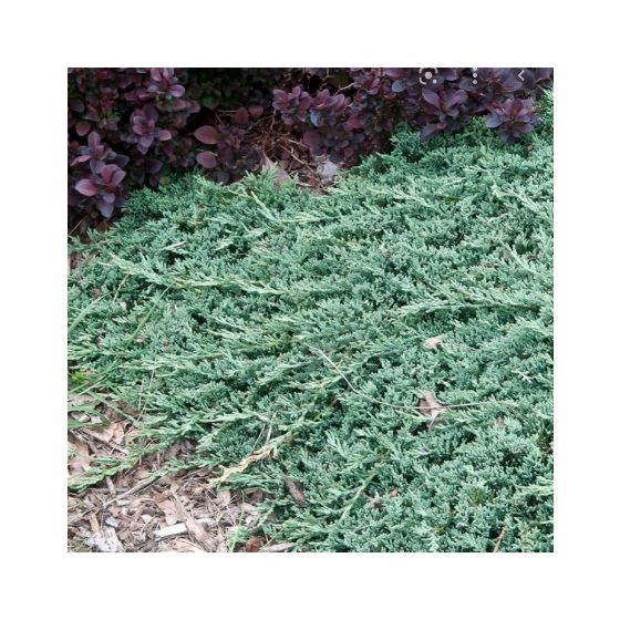 Juniperus hor. 'Icee Blue' • P 15 • 20/30 cm
