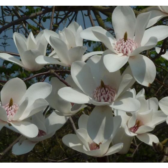 Magnolia 'Joli Pompon' • C7,5  L • 100+ cm