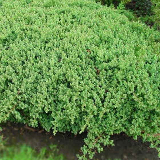 Juniperus con. 'Schlager' • C3 L • 40/60 cm