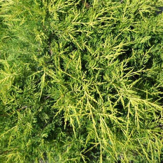 Juniperus med. 'Pfitzeriana Golden Coast' • P15 • 20/40 cm