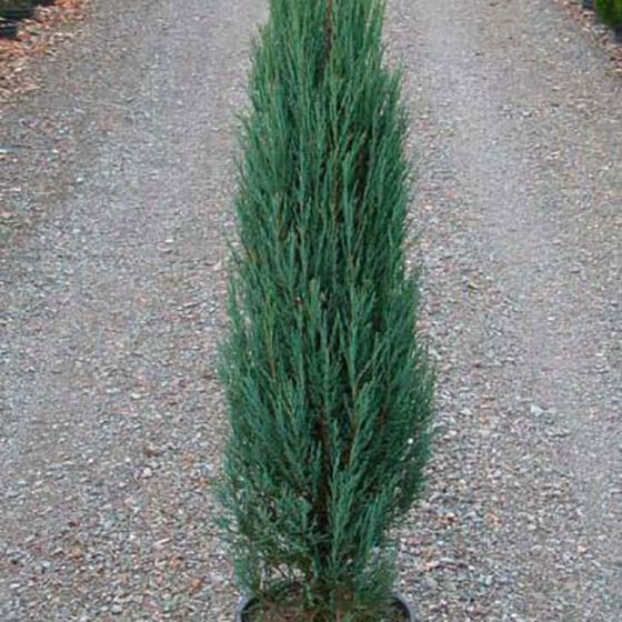 Juniperus scop. ' Blue Arrow' • P15 • 30/50 cm