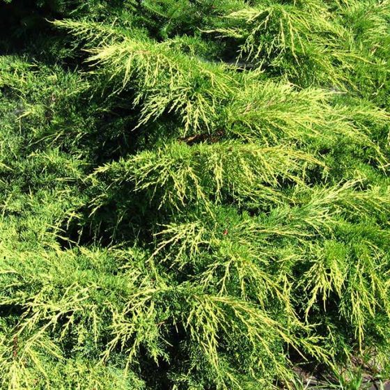 Juniperus med. 'Pfitzeriana Old Gold' • C3 L • 20/40 cm