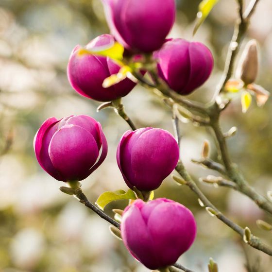 Magnolia 'Black Tulip' • C2 L • 80/100 cm