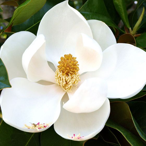 Magnolia grandiflora 'Gallisoniensis' • C12 L • 80/100 cm