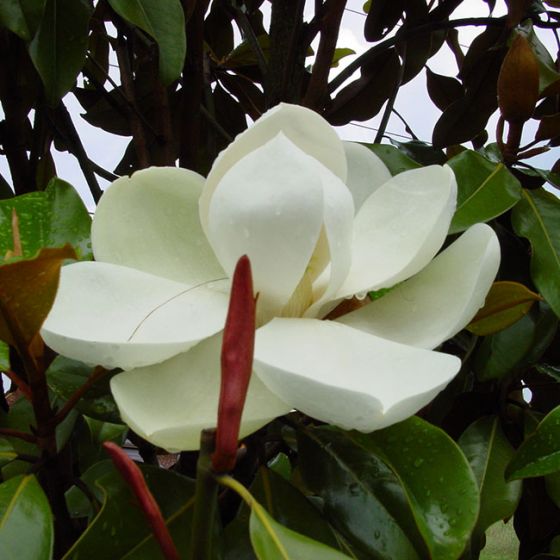 Magnolia Grandiflora 'Goliath' • C30 L • 150/175 cm