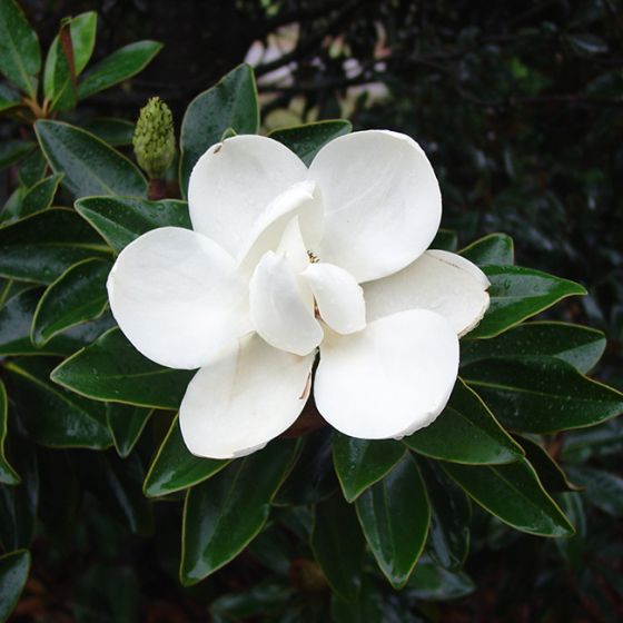 Magnolia grandiflora 'Little Gem' • C9 L • Kalem 40 cm