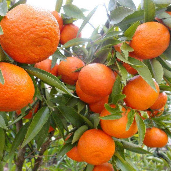 Mandarina - Citrus reticulata • P17 • 50/60 cm