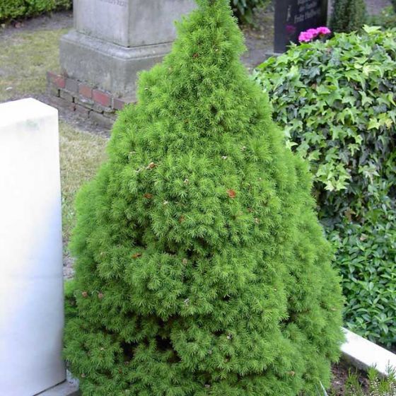 Picea glauca 'Conica December' •C 3 L• 40/60 cm