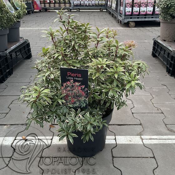 Pieris japonica 'Little Heath'  • C5 L • 30-40 cm